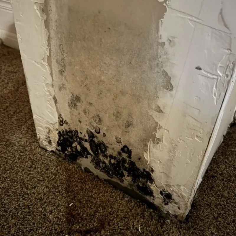 Professional Mold Removal in Hamilton County, FL